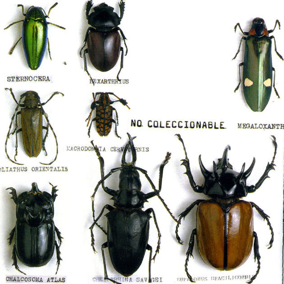 Cartula Frontal de Escarabajos - No Coleccionable