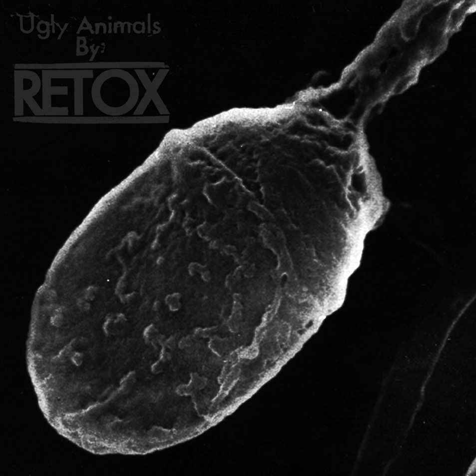 Car�tula Frontal de Retox - Ugly Animals