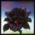 Caratula Frontal de Thin Lizzy - Black Rose
