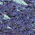 Caratula Interior Frontal de Tahures Zurdos - Azul