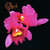 Caratula frontal de Orchid (2000) Opeth